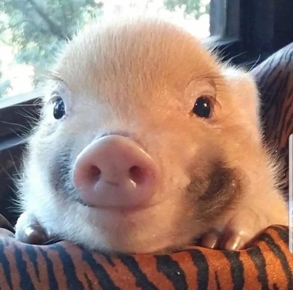 милая свинка