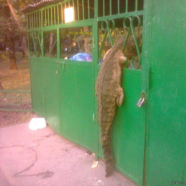 крокодиловая ферма ейск