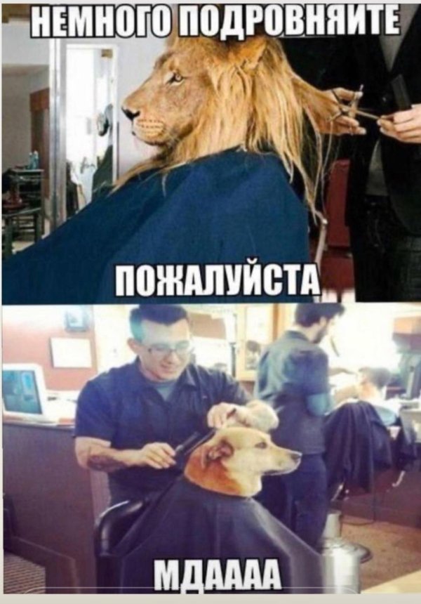 парикмахеры шутки смешные