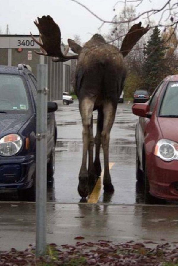 лоси на дороге