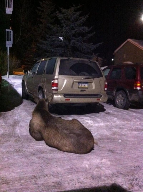 животные аляски