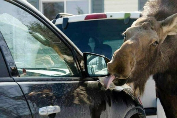 лось и автомобиль