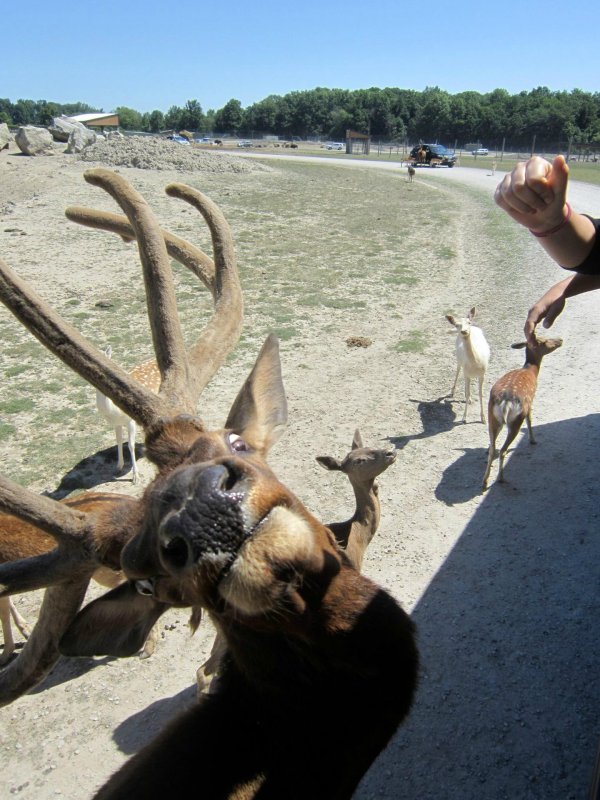 фазано зоосафари