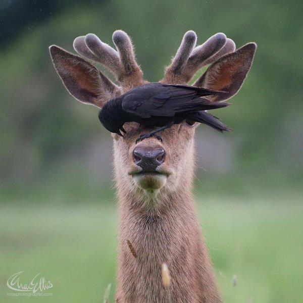 животные прикольные