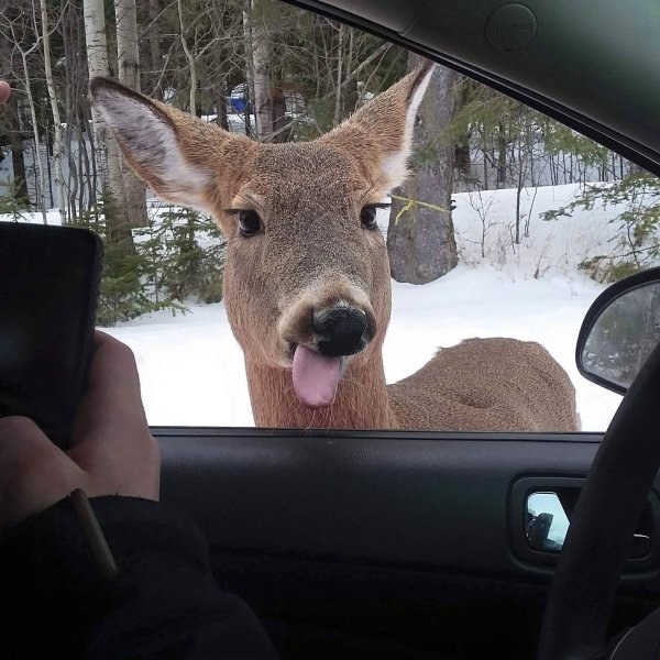 животные забавные