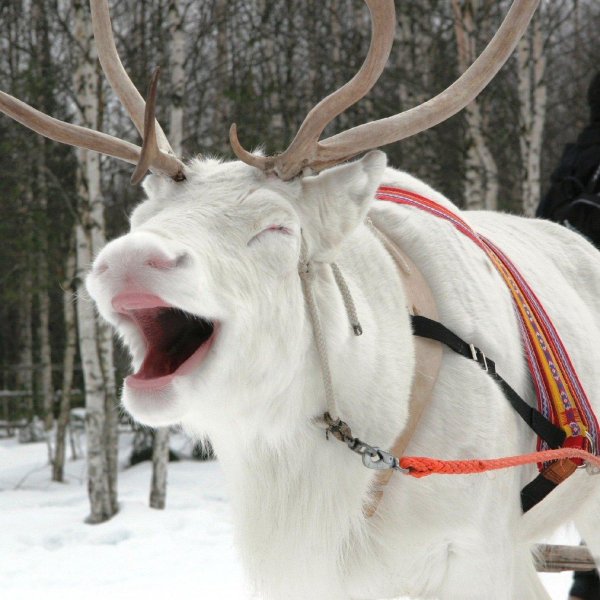 финляндия оленья упряжка
