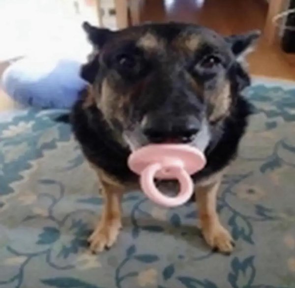 собака с пустышкой