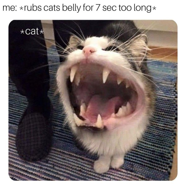 орущие коты