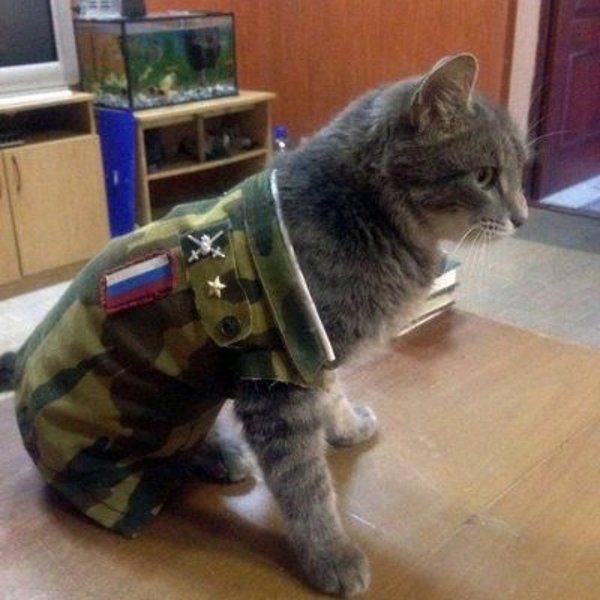 боевой кот