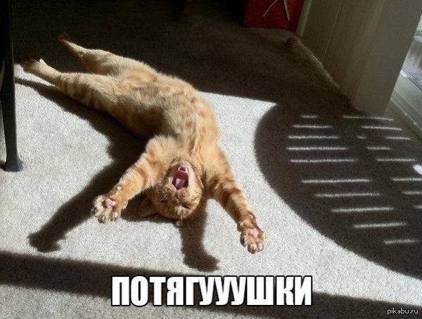 потягушки кота