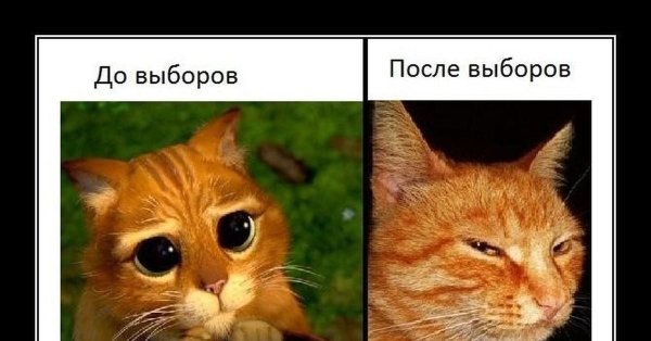 кот шрек