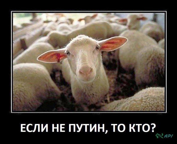 путинские бараны