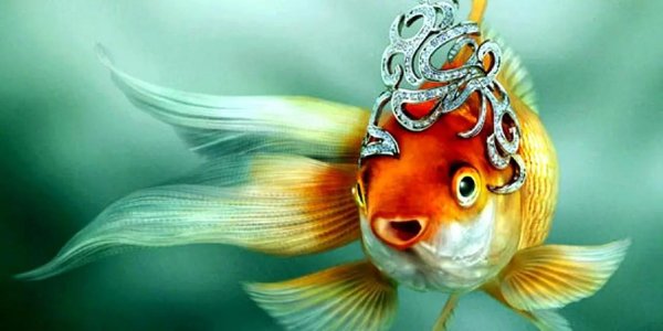 золотая рыбка