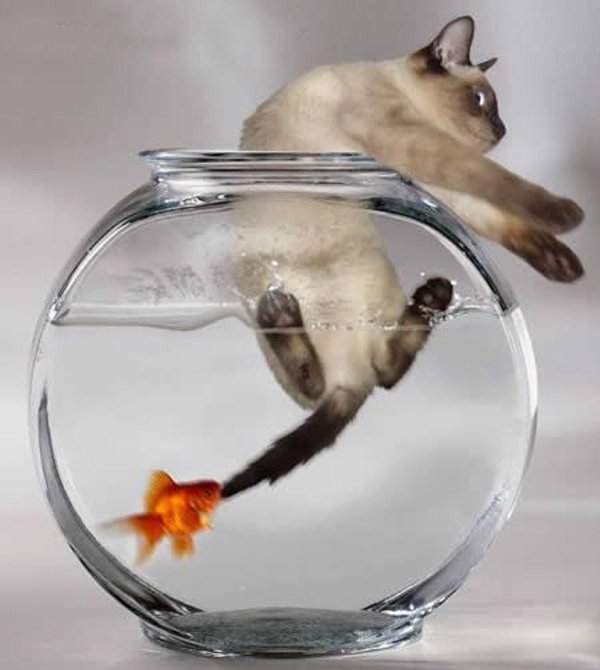 кот с рыбкой