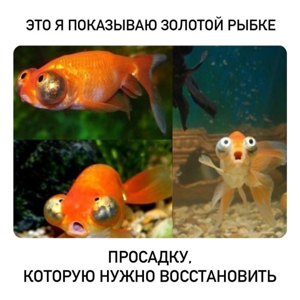 аквариумная рыбка телескоп звездочет