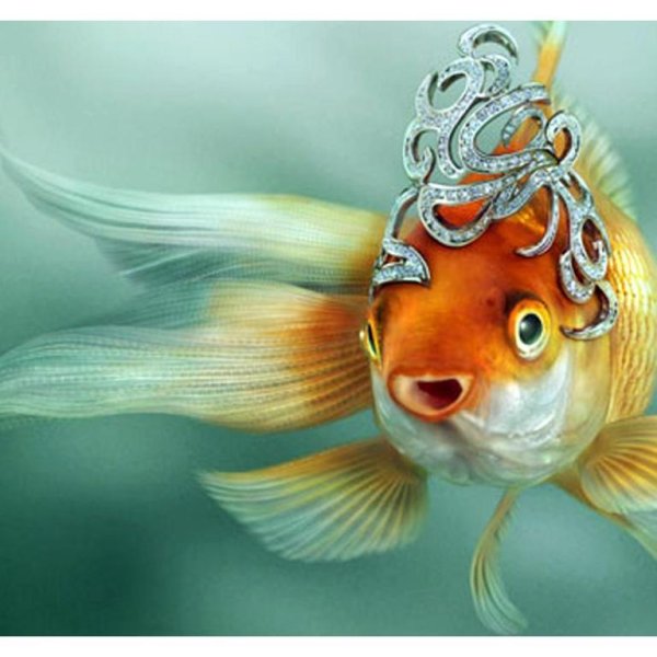 исполнение желаний