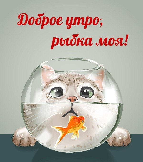 кот в круглом аквариуме