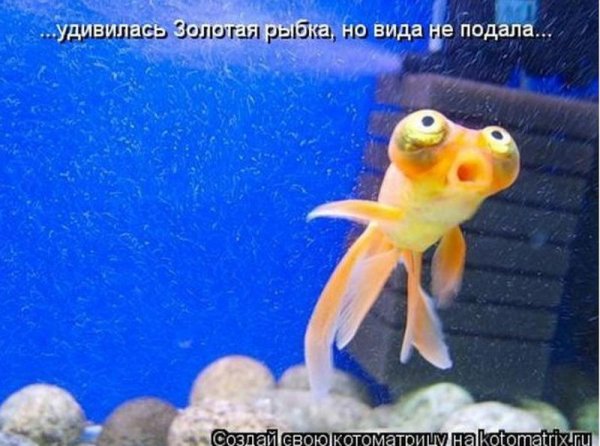 смешная рыба