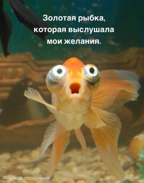 рыбка звездочет