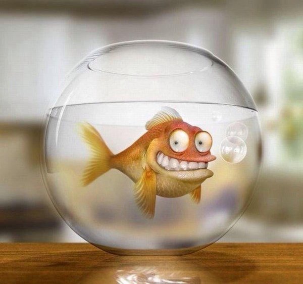 прикольные рыбки