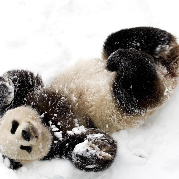 панда зимой