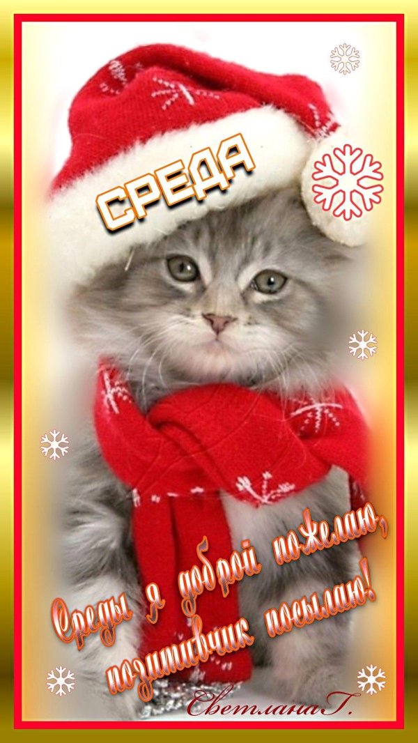 новогодние котята