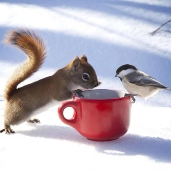 доброе утро зима животные