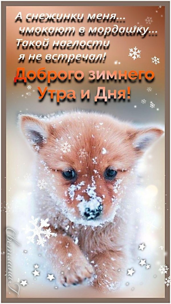 лисичка сибаину