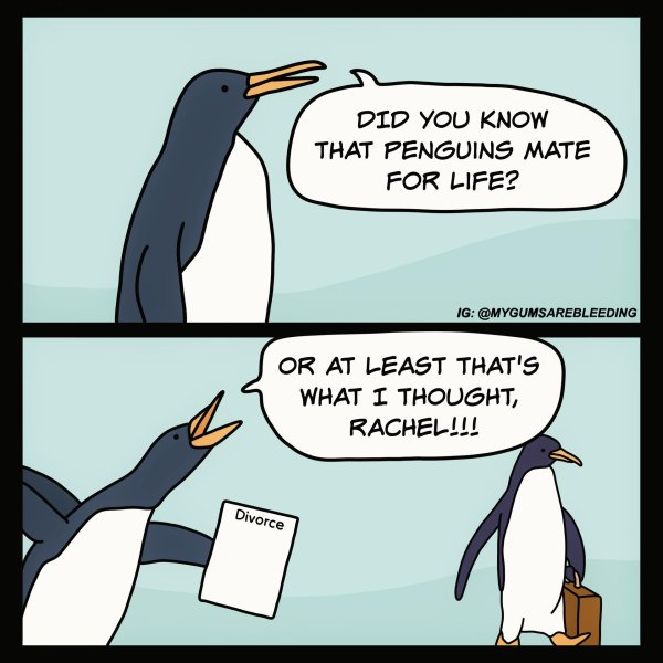 мем про пингвина