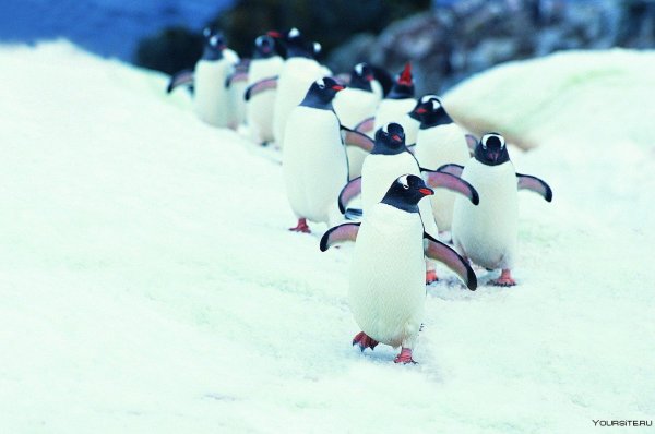 антарктические пингвины