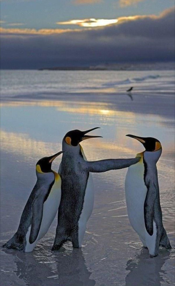 королевские пингвины