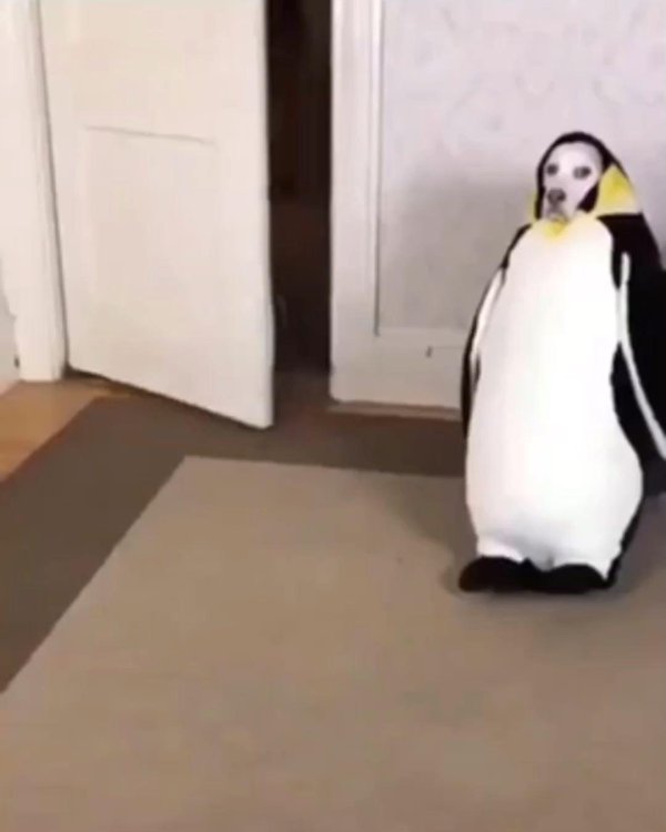 смешной пингвин