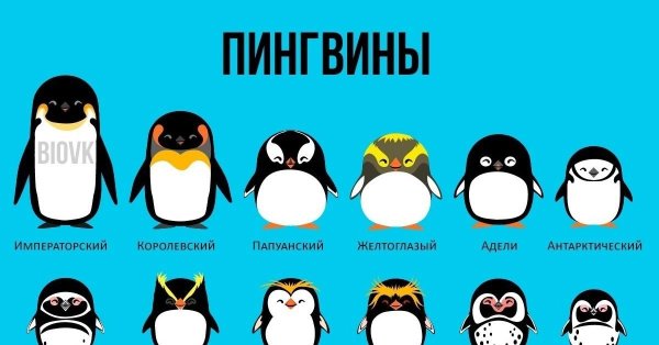 пингвины разновидности