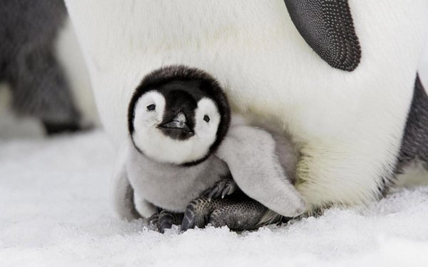 маленькие пингвинята