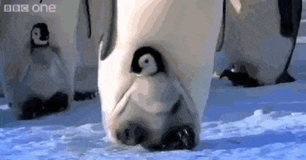 императорские пингвины