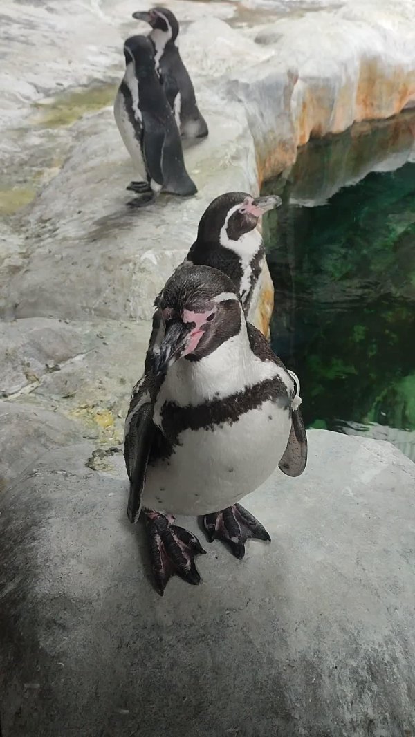 новосибирск зоопарк пингвины