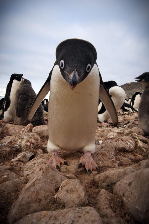антарктида пингвины адели