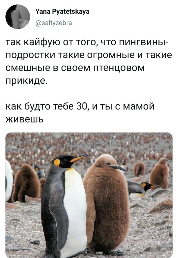 птенец королевского пингвина