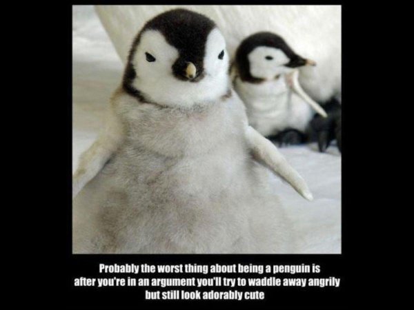 angry penguin