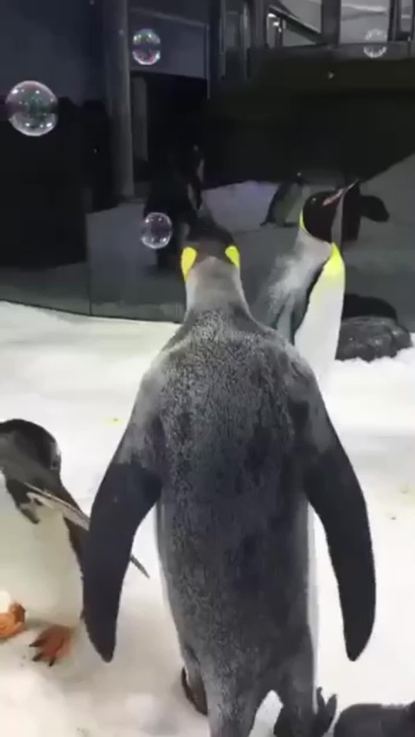 королевские пингвины