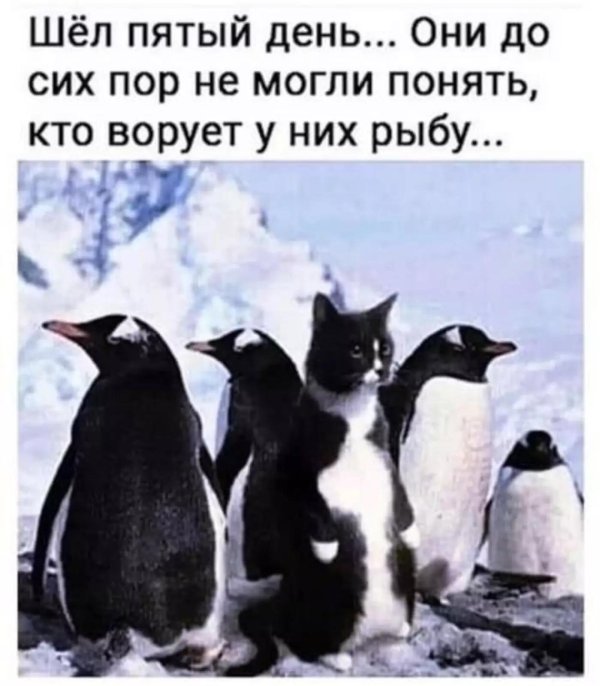 кот среди пингвинов