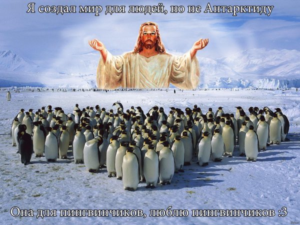 стая пингвинов