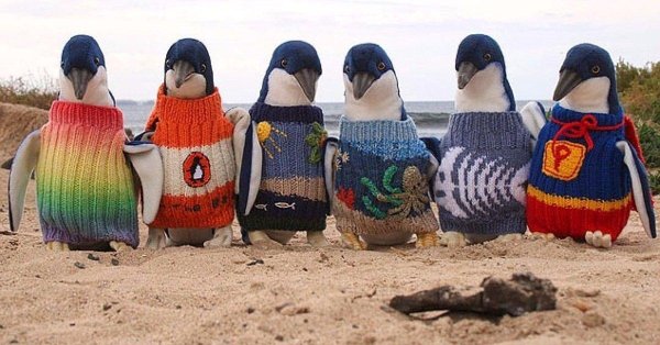 penguin sweater
