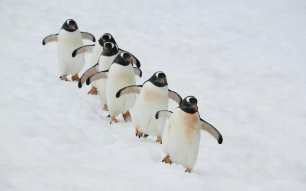 белые пингвины