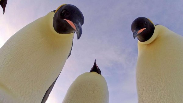 императорские пингвины в антарктиде