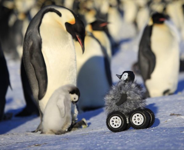 императорские пингвины в антарктиде