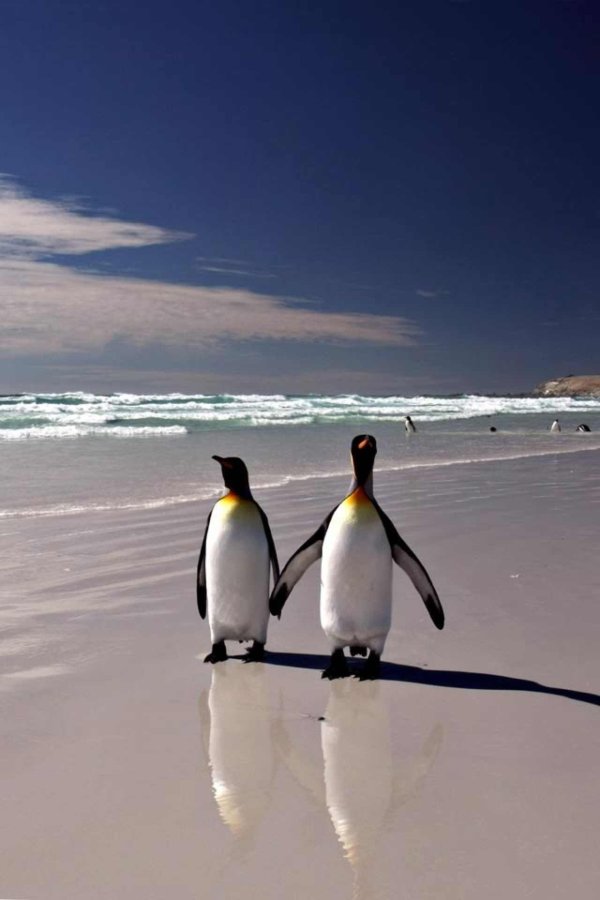 два пингвина