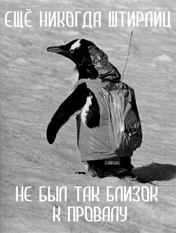 пингвины на льду