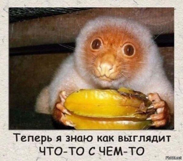 кускус зверь