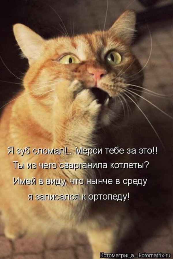 кошка веселая